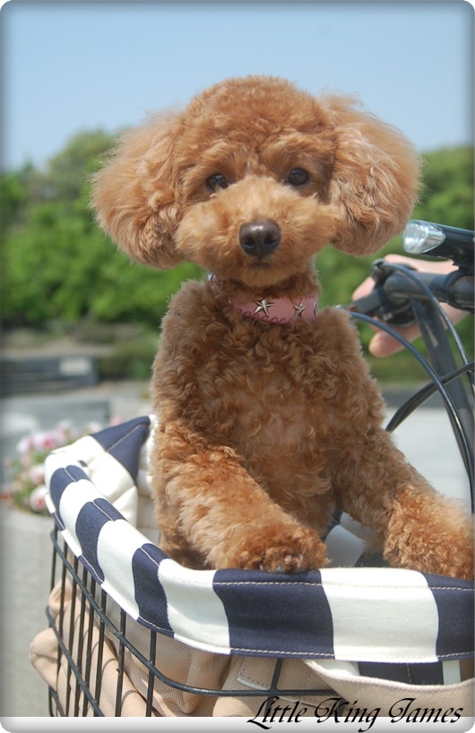 犬の自転車用キャリーバッグ ペット用キャリースリングのリトル キング ジェイムス